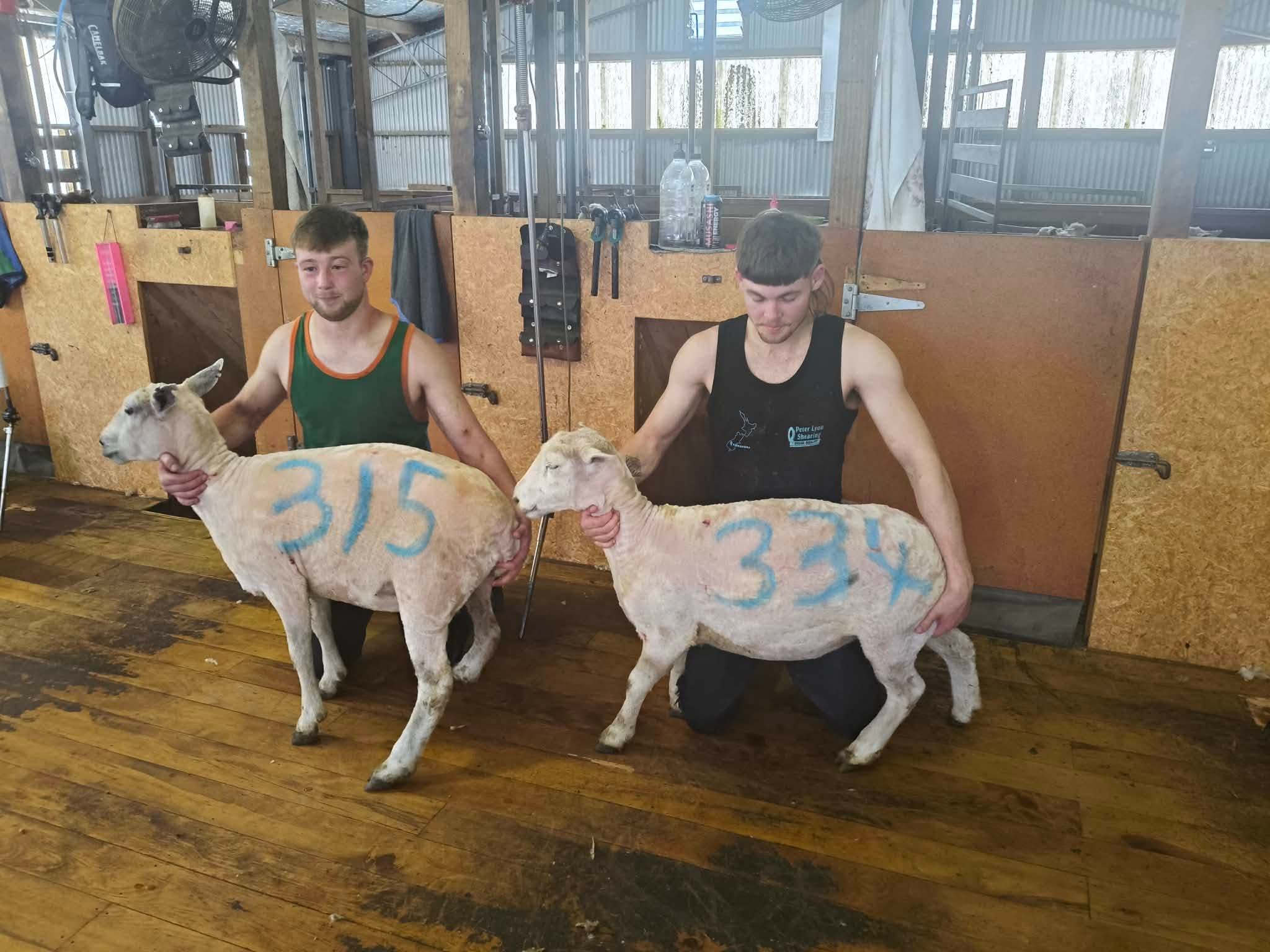 Ratima Shearing crew presenting freshly shorn ewes in the shed